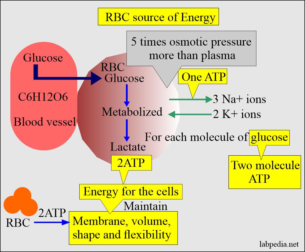 Red blood cell energy metabolism