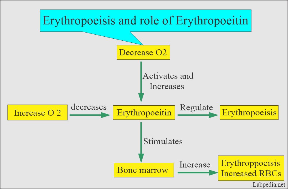 Erythropoiesis and role of erythropoeitin