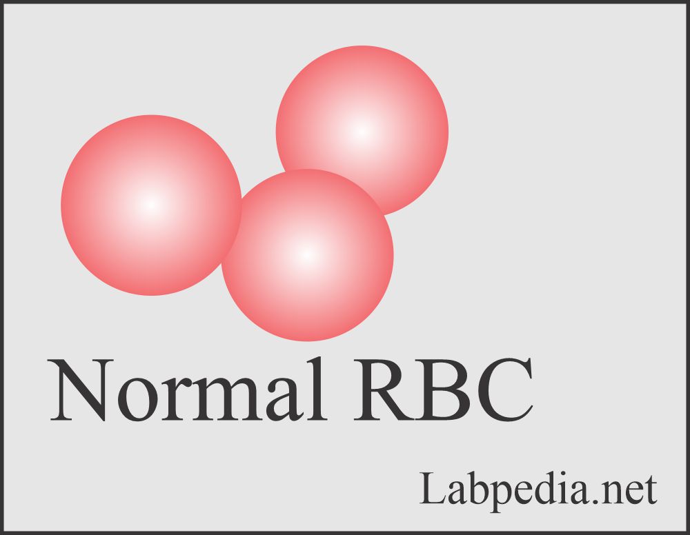 Normal RBC
