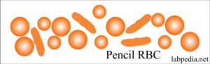 RBC pencil cell