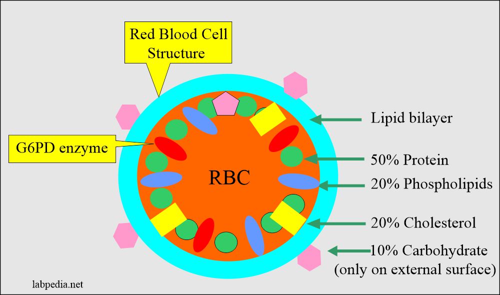 RBC structure and contents of fat, CHO, and protein