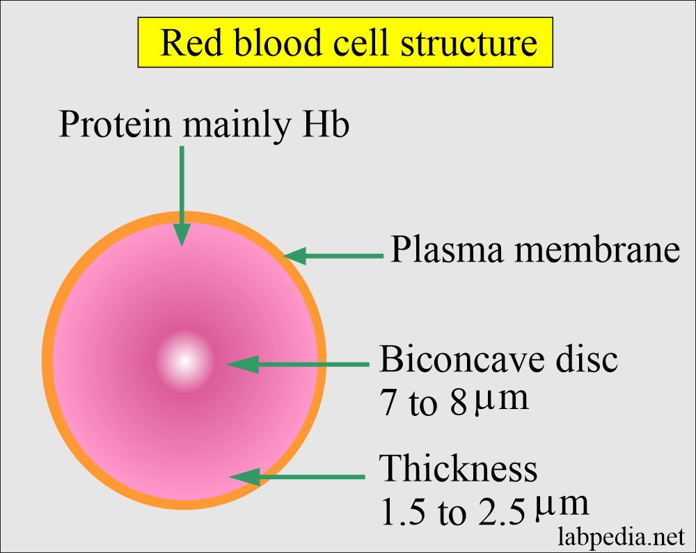 Red blood cell structure