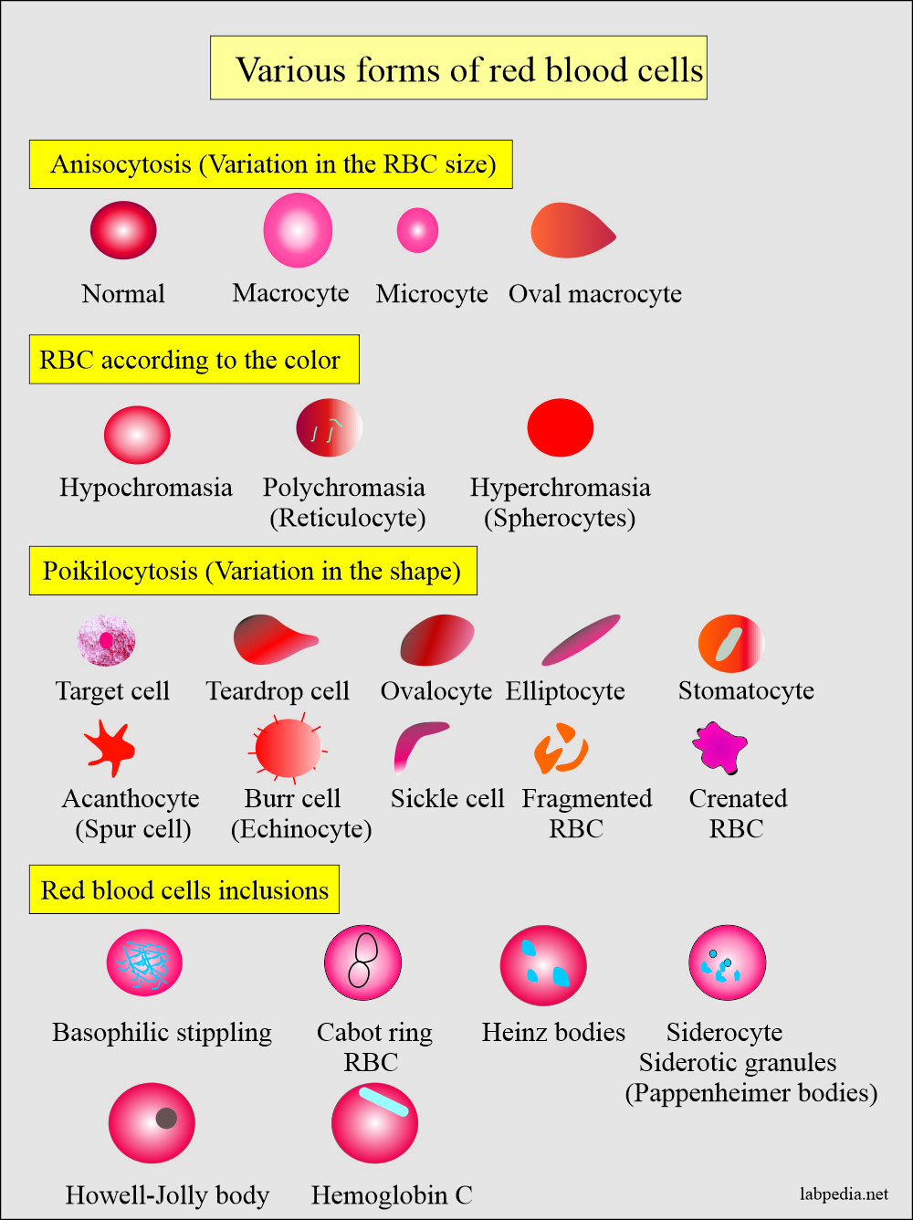 Various forms of red blood cells