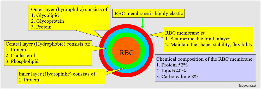 Red blood cells chemical structures and layers