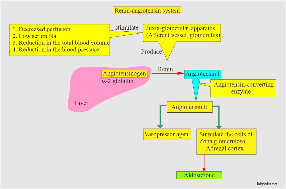 Renin-angiotensin system leading to secretion of aldosterone 