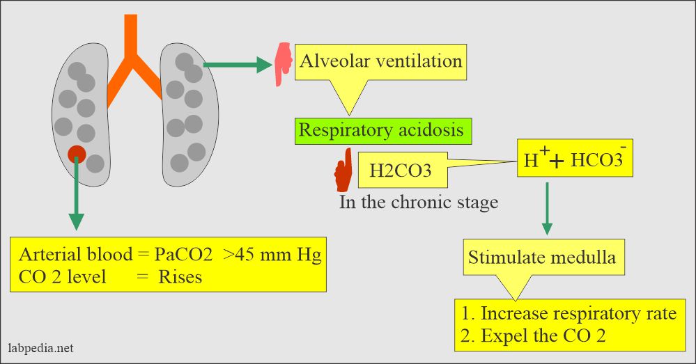 Role of lungs in case of Respiratory acidosis 