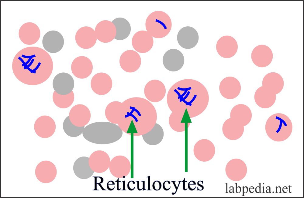 Reticulocyte Count Calculation