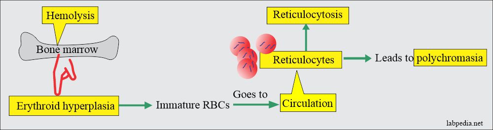 Reticulocyte Count (Retic count), and Interpretations