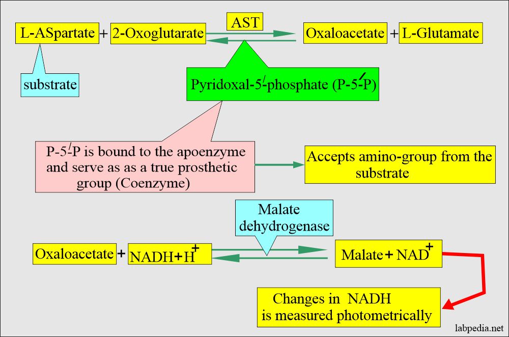 SGOT (AST) biochemical reaction