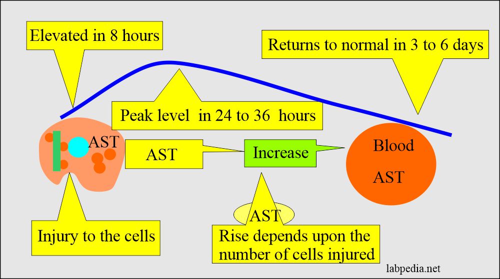 Liver cell injury response to SGOT level