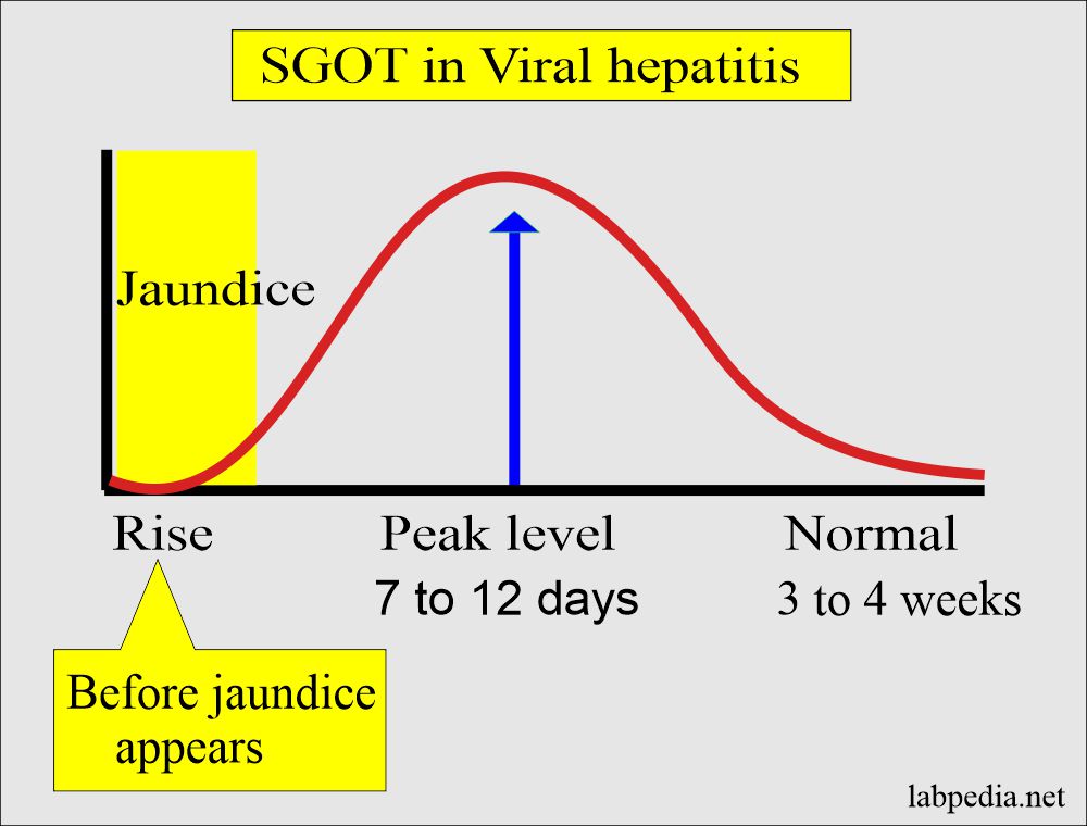 SGOT rise in the viral hepatitis