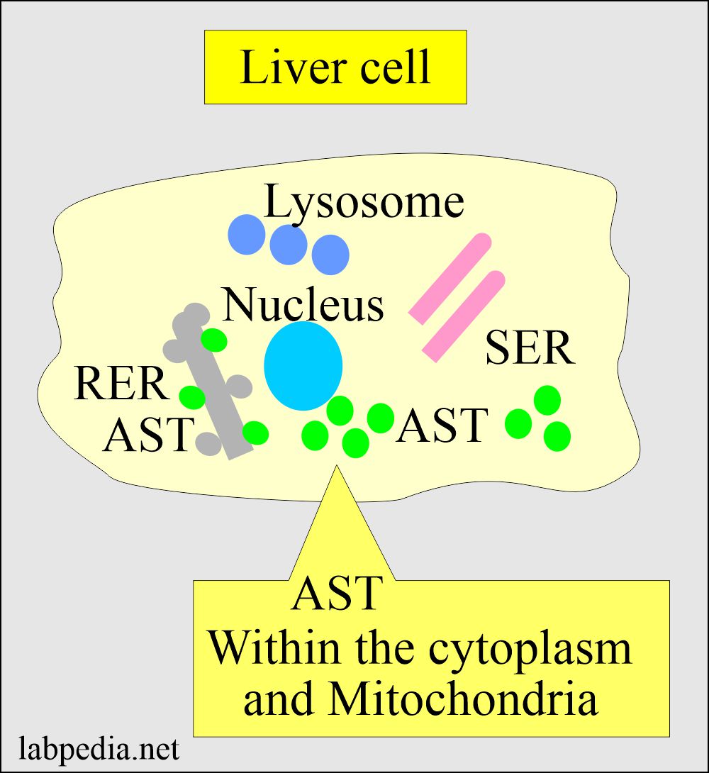 SGOT (Aspartate aminotransferase): Distribution of the SGOT in the liver cell