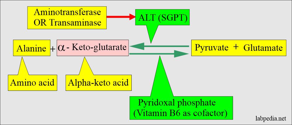 SGPT (ALT) biochemical reaction