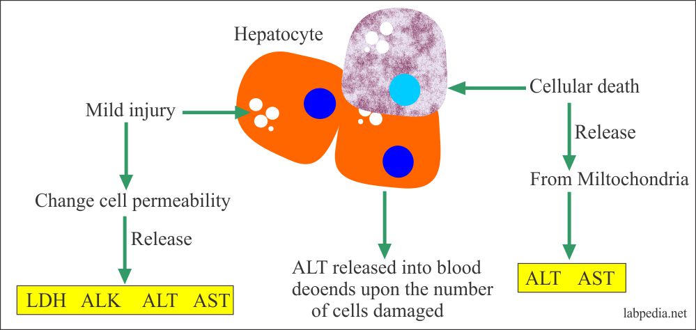 SGPT ALT Alanine Aminotransferase Serum Glutamic Pyruvic 