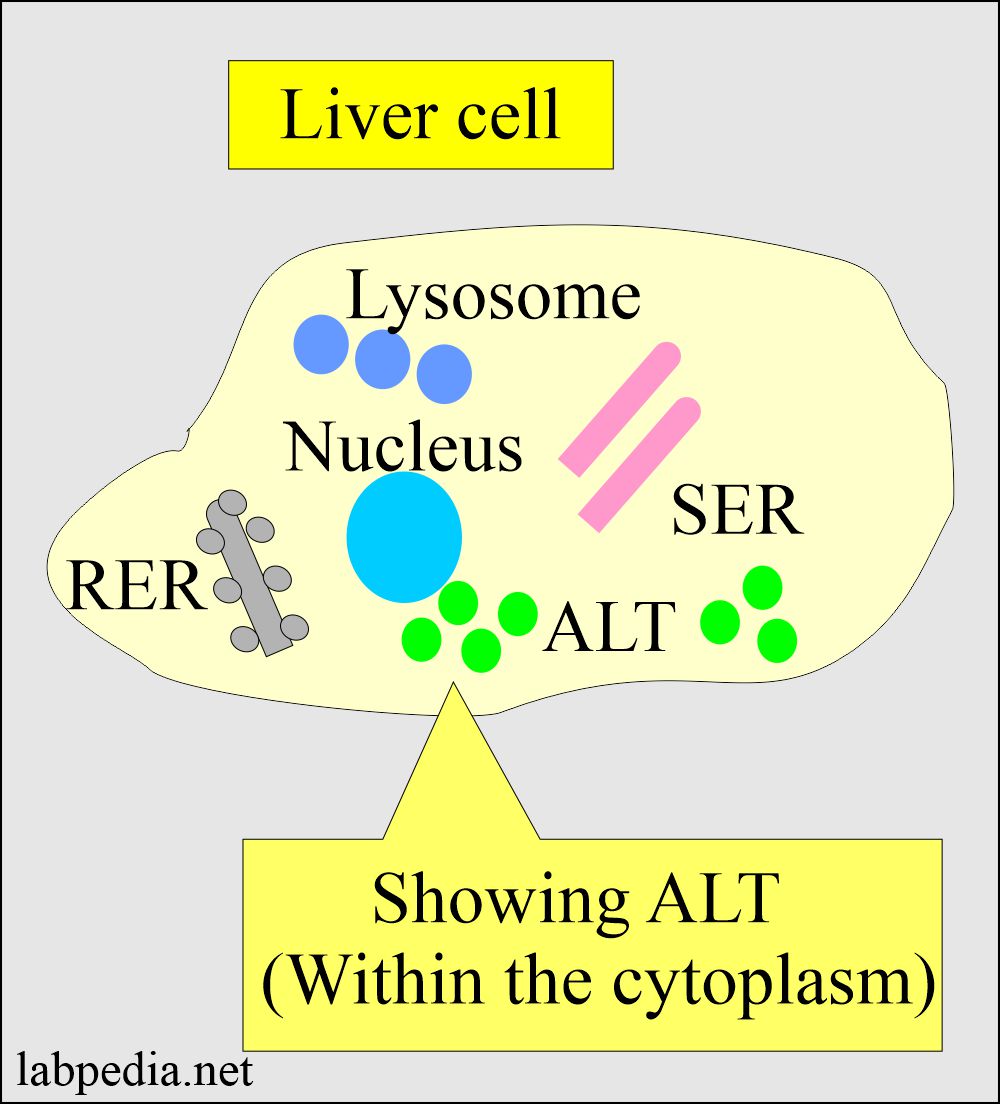 SGPT distribution in the liver cell