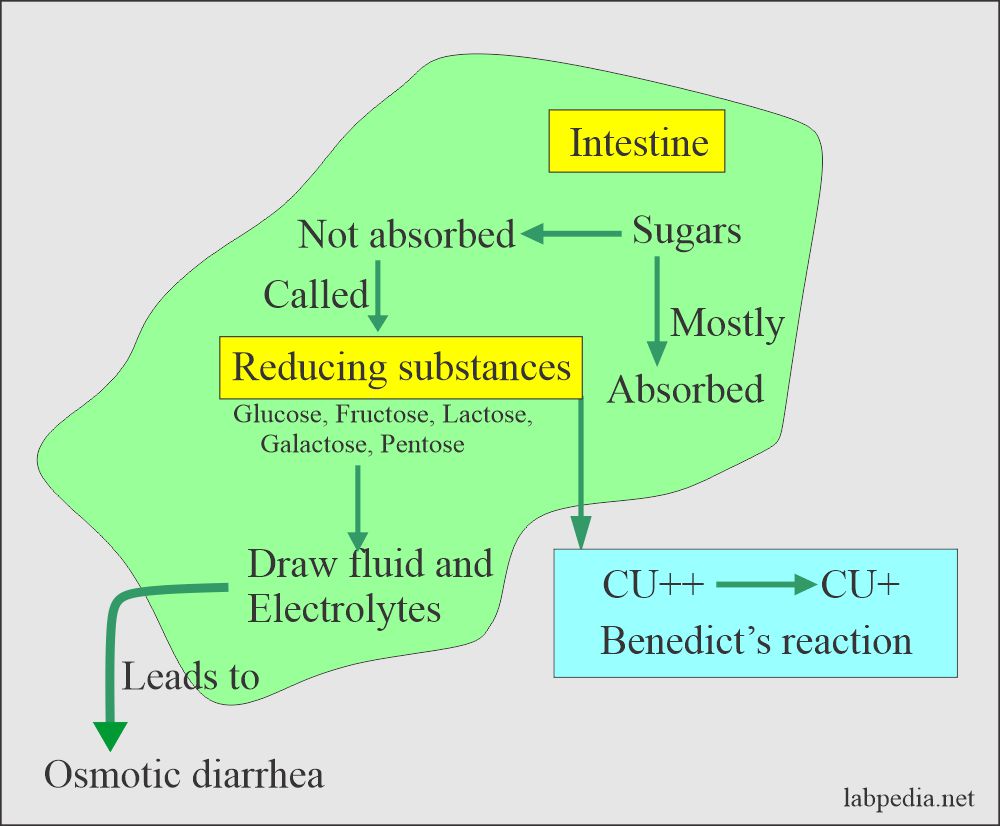 Stool Examination Part 4 Reducing Substances Breath Test And Lactose Intolerance Labpedia 