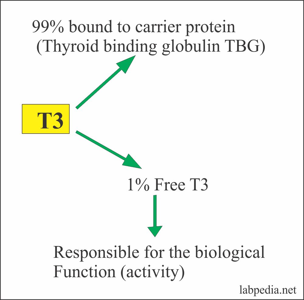 Thyroxine T3 is a biologically active component