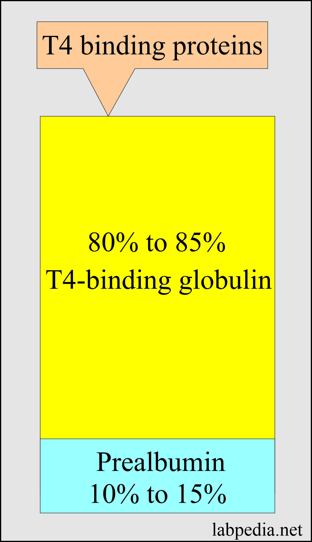 T4 binding proteins and share of prealbumin