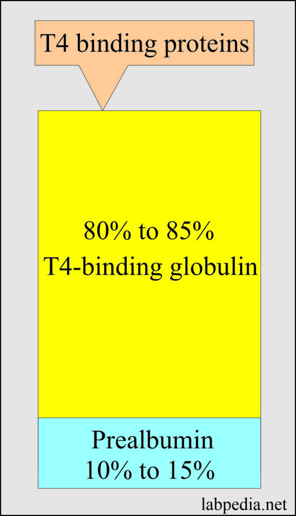 Prealbumin (As a Acute phase protein)