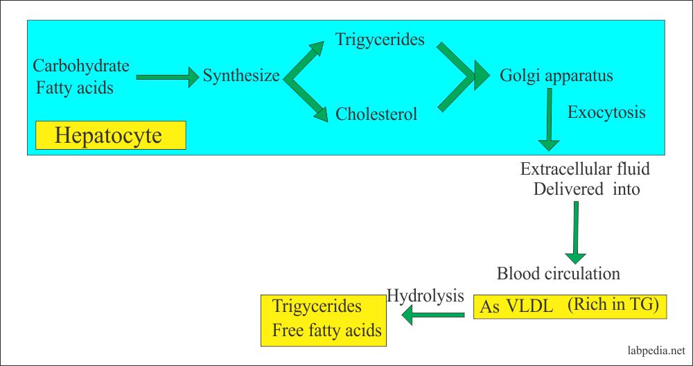 Lipoprotein Part 5 Triglycerides (TG)