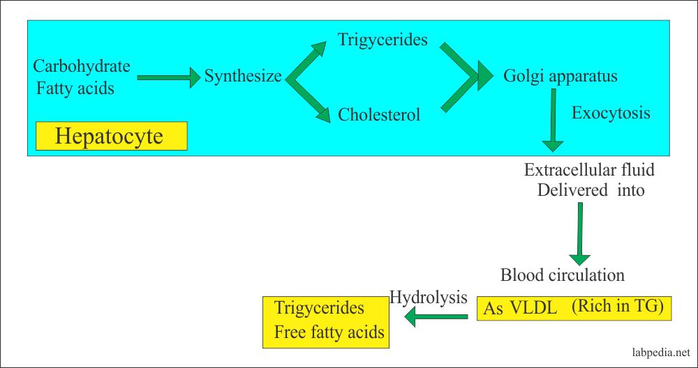  Metabolism of Triglyceride in hepatocyte