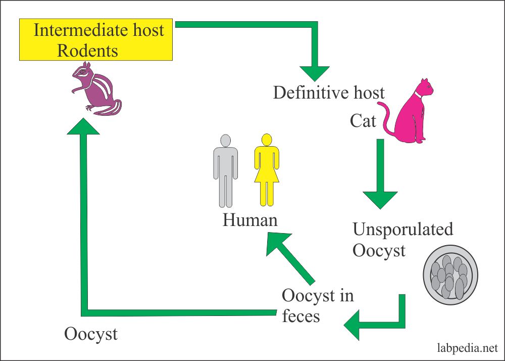 Интеграция с банком. Wuchereria bancrofti распространение. Scientific paper schistosomiasis. Host definition. Host definition.