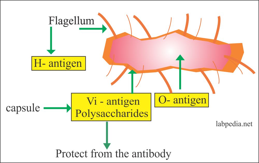 Enteric Fever Part 1 Typhoid Fever, Enteric Fever (Salmonella typhi