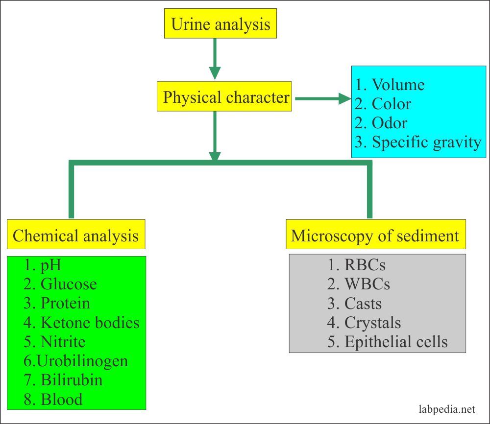 Urine Microscopic Examination And Interpretations Labpedia Net