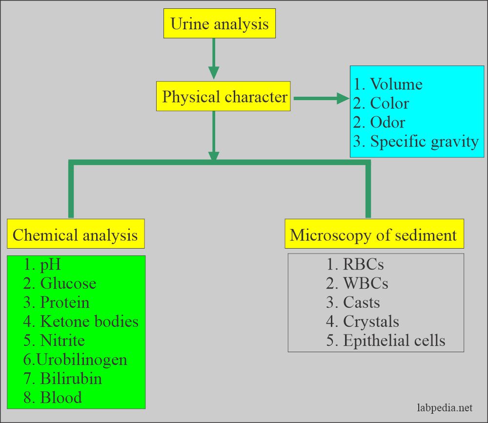 Urine normal values: Summary of the urine analysis