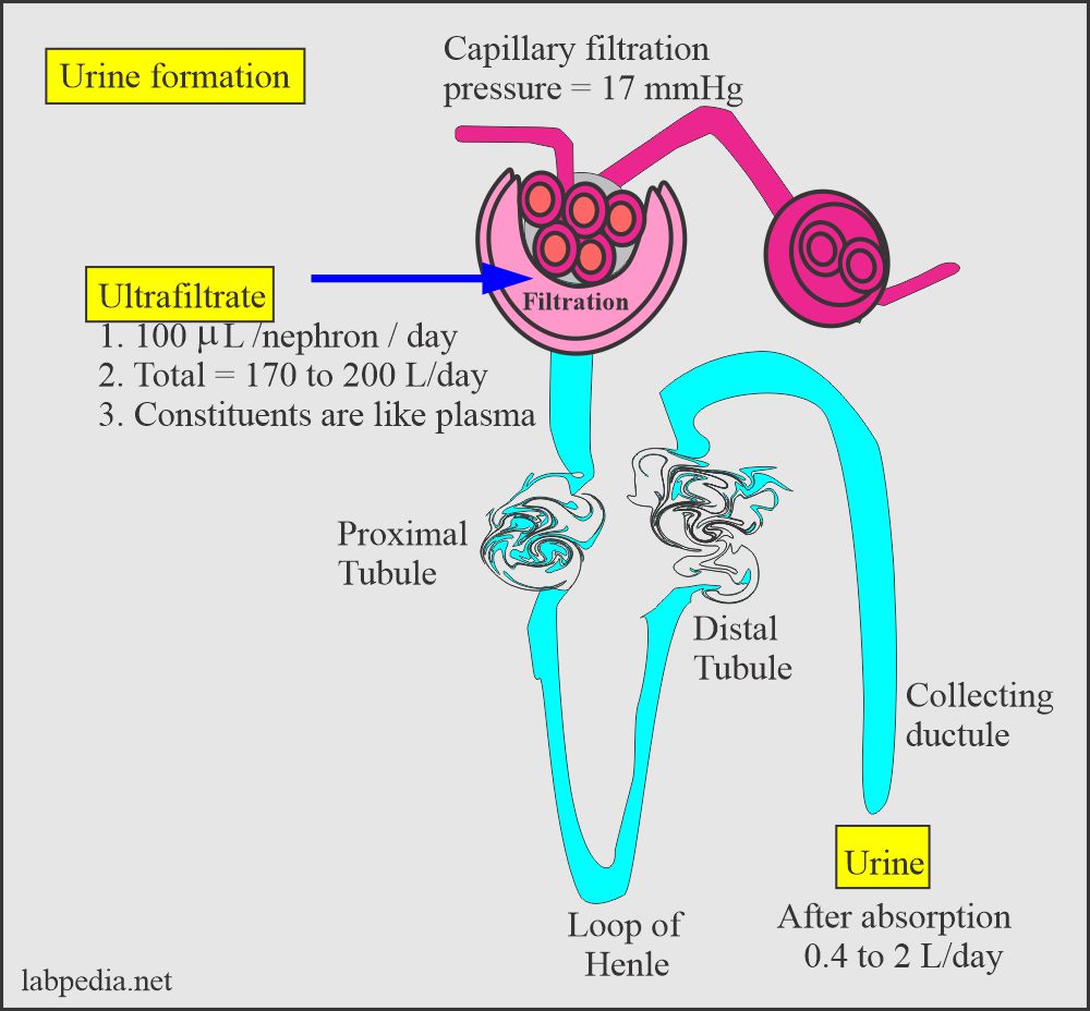 Summary of the urine formation