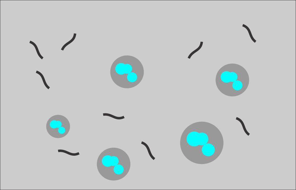 Urine bacteriuria