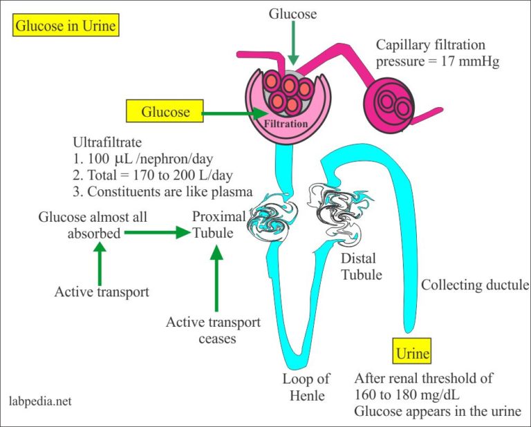 Urine Analysis Part 5 Urine Analysis, Chemical Examination and