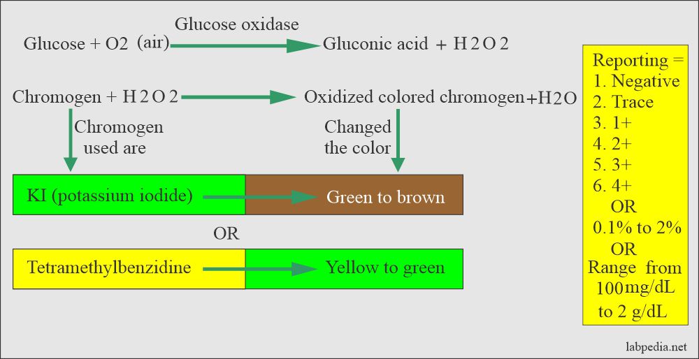 Urine glucose oxidase method principle