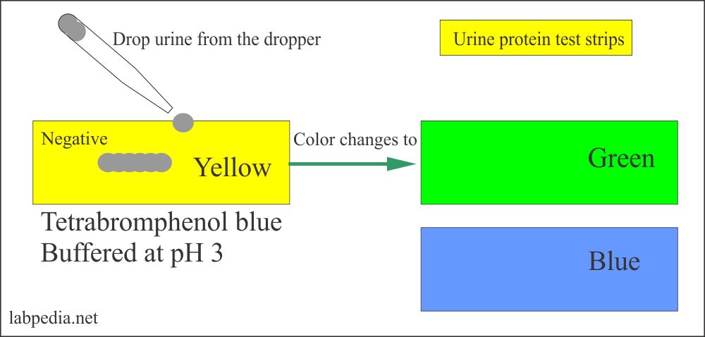 Urine protein reagent strips