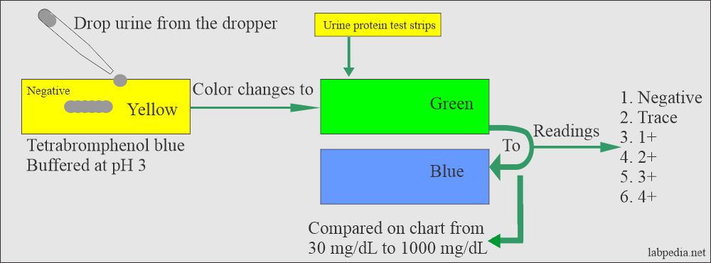 Urine protein reagent strip