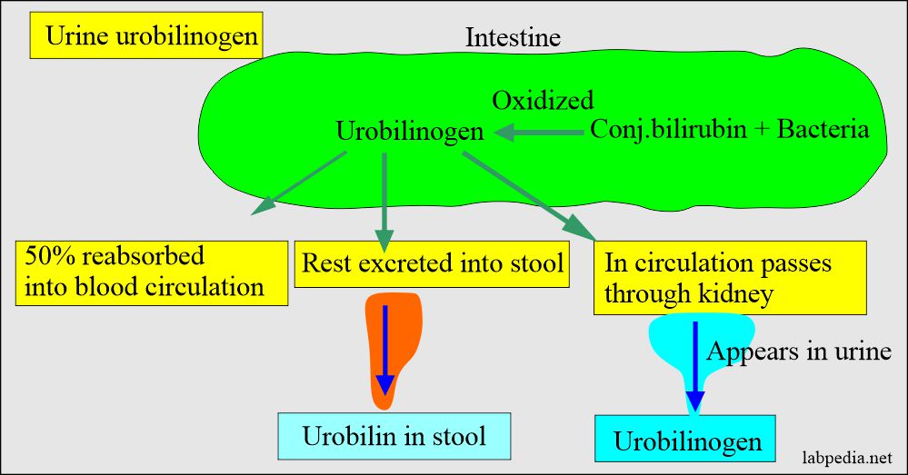 Urine analysis:: Urobilinogen metabolism and excretion into stool and urine