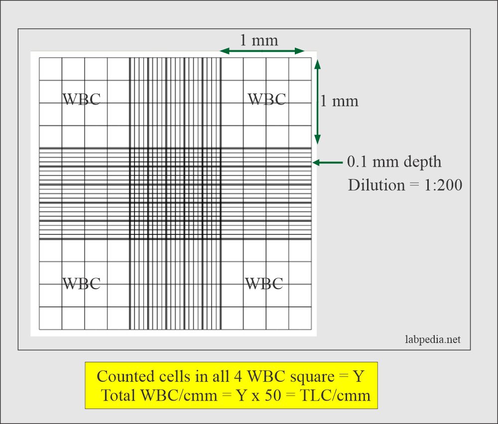 Neubauer chamber counting of white blood cell (TLC) 