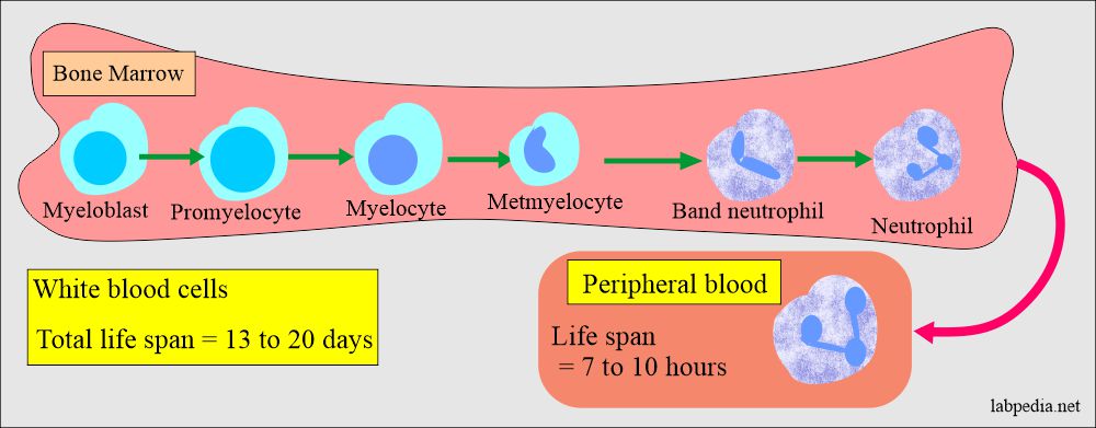 White blood cells development