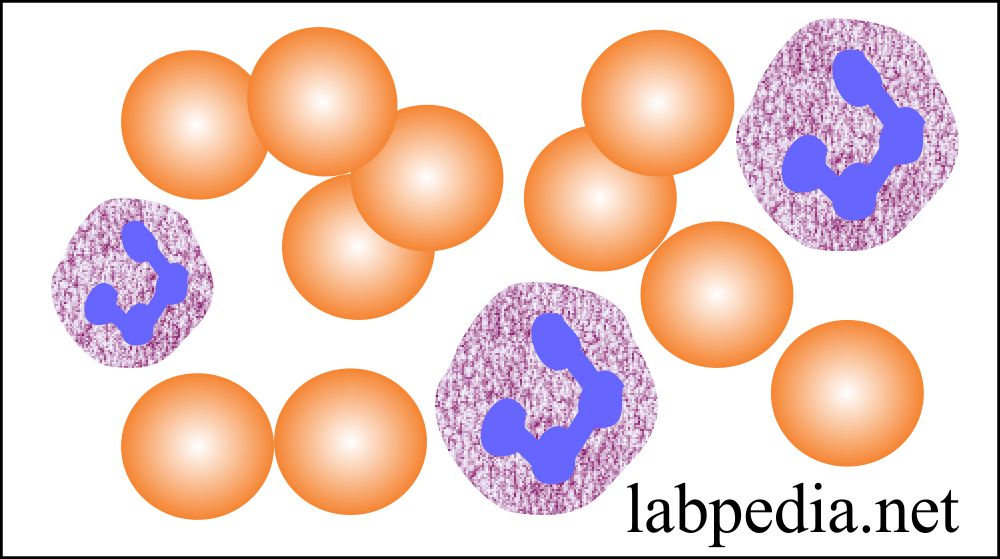 Laboratory:- Part 1 – Lab Test Critical values, Which need immediate action