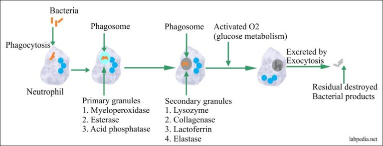 White blood cell:- Part 1 – White Blood Cells (WBC), Neutrophil
