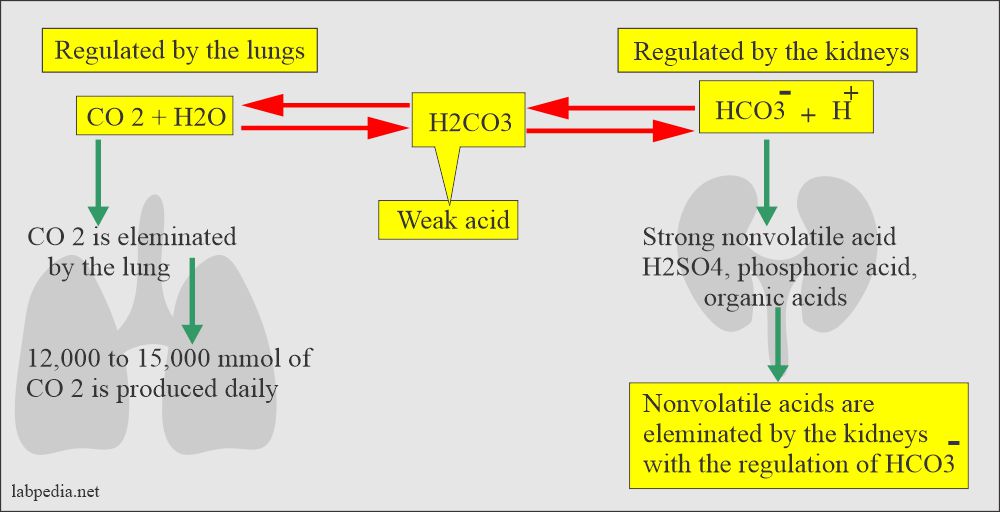 Role of kidneys and lungs in acid-base balance