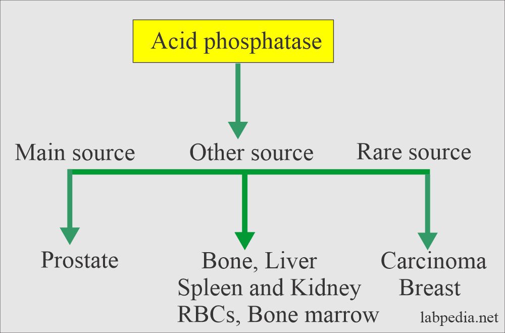 Acid phosphatase distribution
