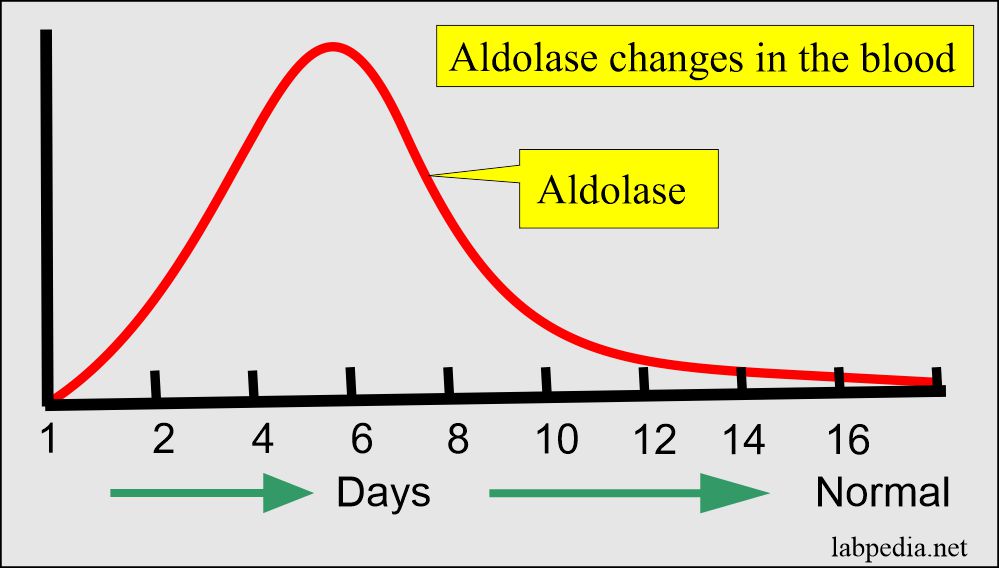 Aldolase changes in the blood 
