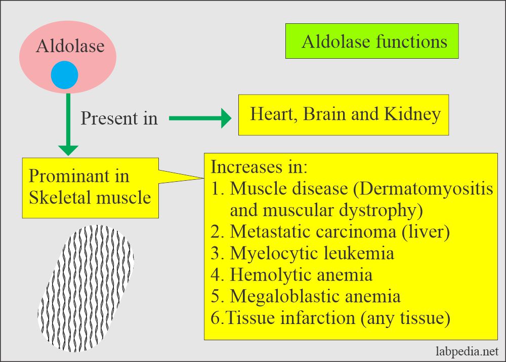 Aldolase functions and distribution 
