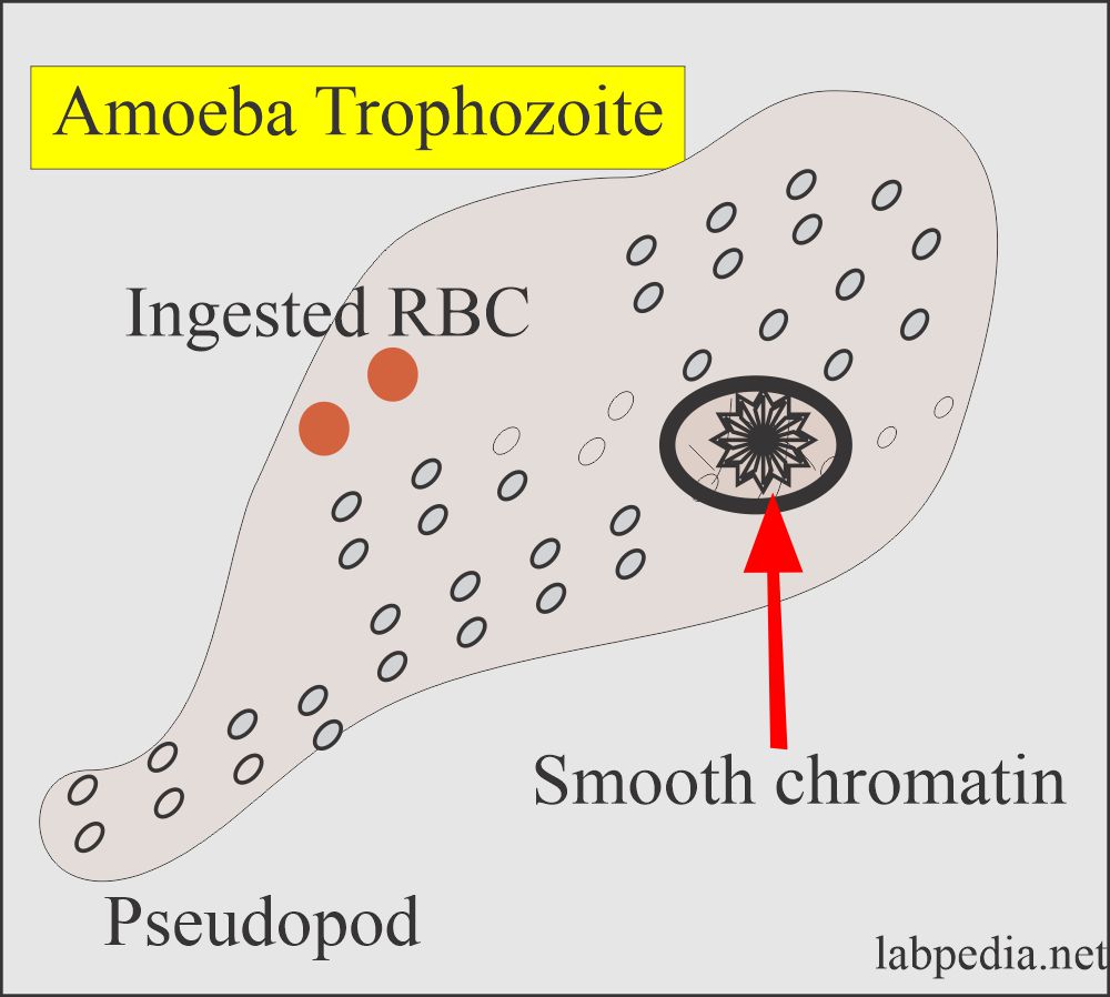 Amoeba trophozoite