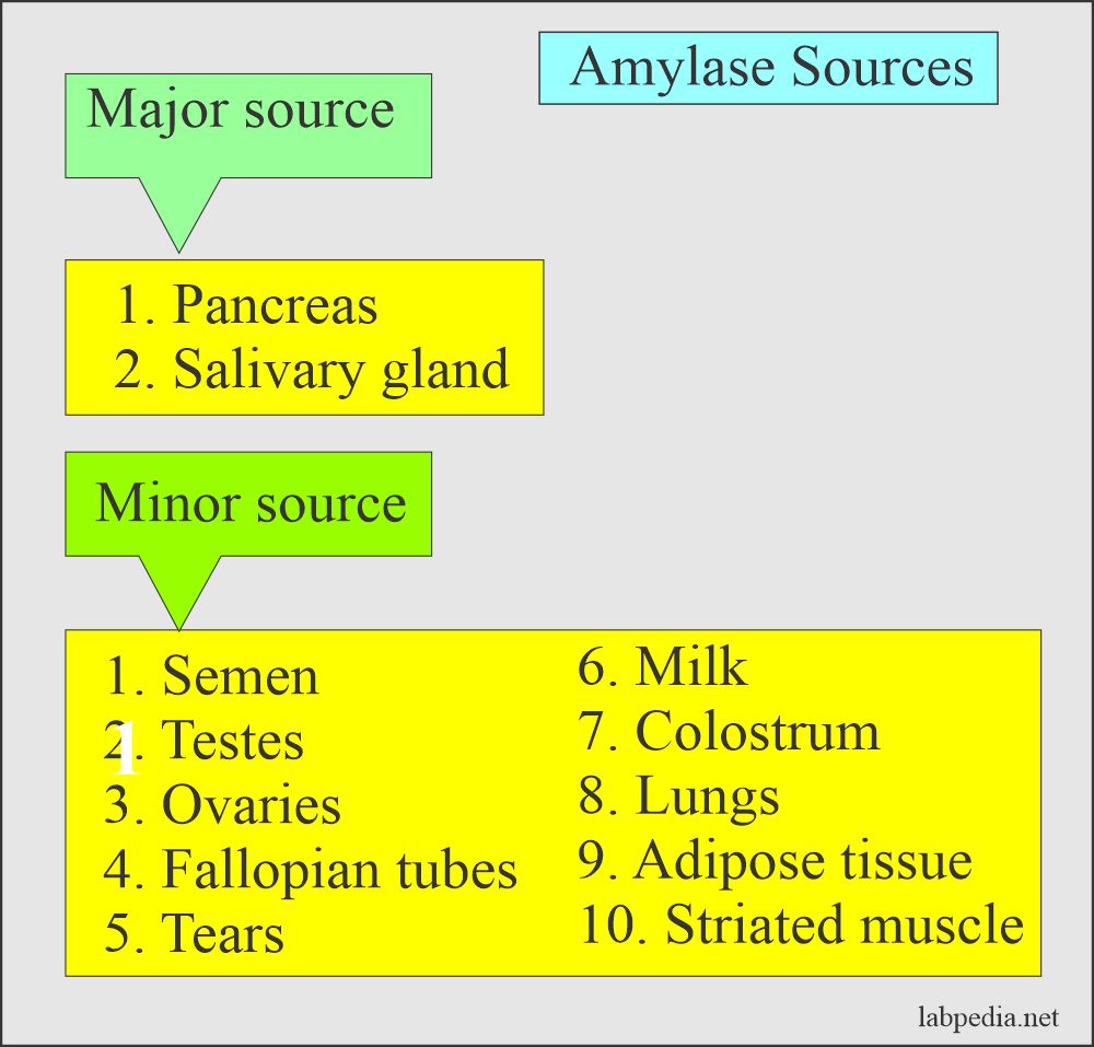 Amylase Serum: Amylase sources