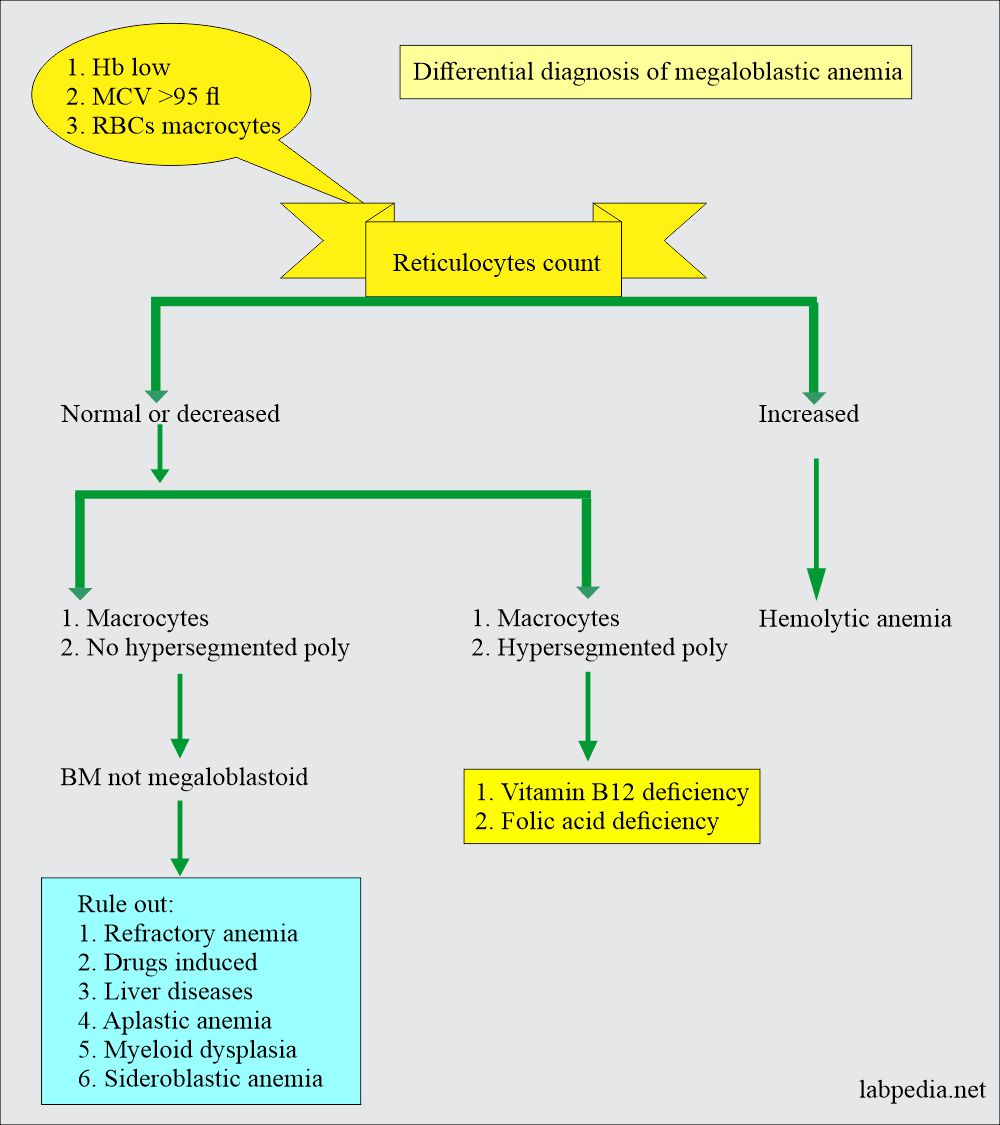 Anemia Part 3 Megaloblastic Anemias, Macrocytic, Vitamin B12 and