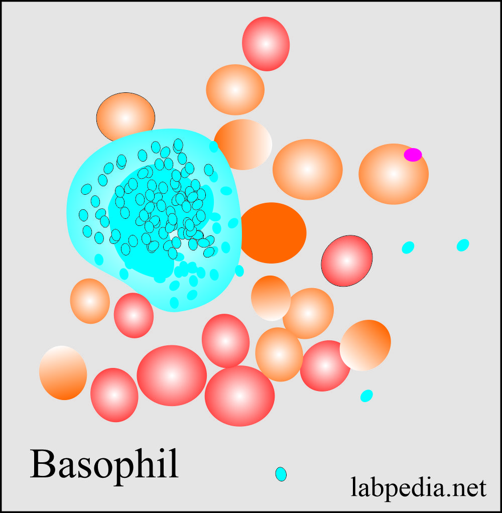 Morphology of the Basophil