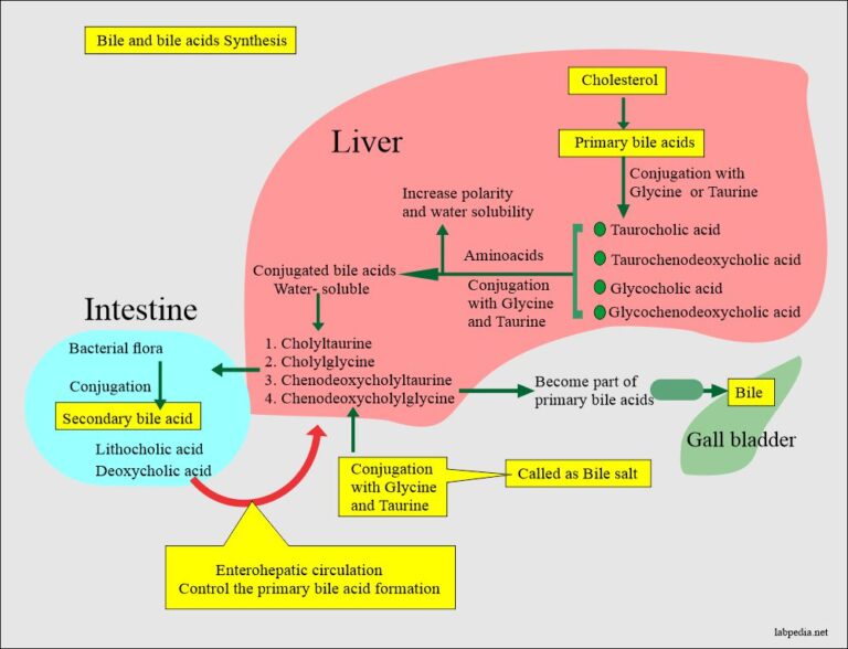 UrineBile Salts in The Urine (Bile Acid Metabolism)
