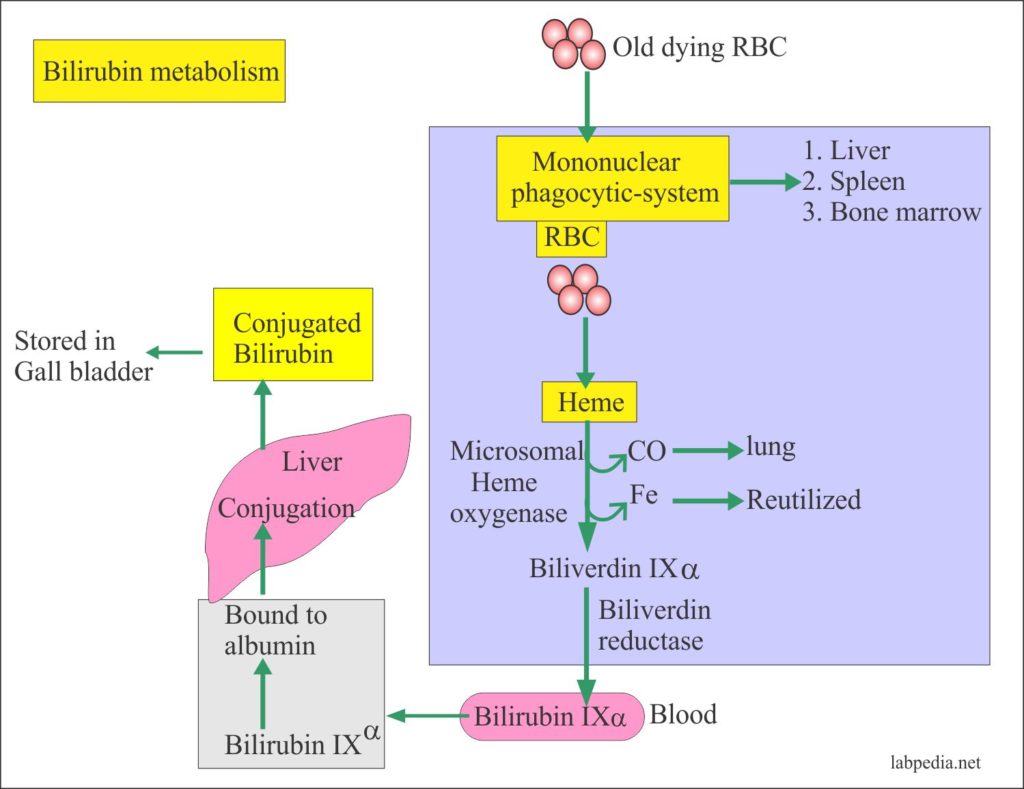 Liver Function Tests – Part 3 – Differential Diagnosis of Jaundice (LFT) Lab Tests in Jaundice